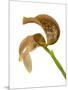 Bulbophyllum Grandiflorum-Fabio Petroni-Mounted Photographic Print