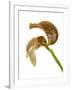 Bulbophyllum Grandiflorum-Fabio Petroni-Framed Photographic Print