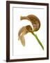 Bulbophyllum Grandiflorum-Fabio Petroni-Framed Photographic Print