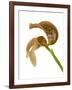 Bulbophyllum Grandiflorum-Fabio Petroni-Framed Photographic Print