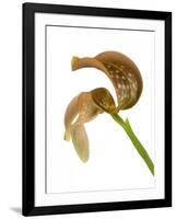 Bulbophyllum Grandiflorum-Fabio Petroni-Framed Photographic Print