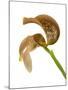 Bulbophyllum Grandiflorum-Fabio Petroni-Mounted Photographic Print