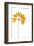 Bulbophyllum Retusiusculum-Fabio Petroni-Framed Photographic Print