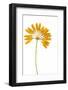 Bulbophyllum Retusiusculum-Fabio Petroni-Framed Photographic Print