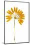 Bulbophyllum Retusiusculum-Fabio Petroni-Mounted Photographic Print
