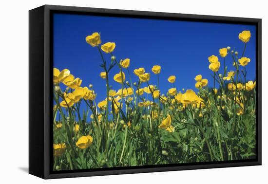 Bulbous Buttercup-null-Framed Stretched Canvas