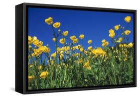 Bulbous Buttercup-null-Framed Stretched Canvas