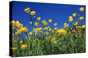 Bulbous Buttercup-null-Stretched Canvas