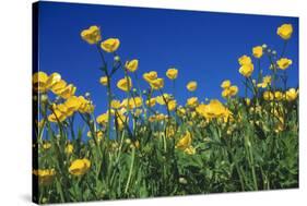 Bulbous Buttercup-null-Stretched Canvas