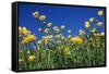 Bulbous Buttercup-null-Framed Stretched Canvas