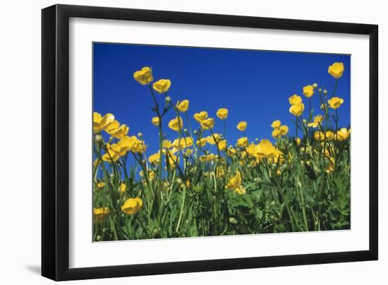 Bulbous Buttercup-null-Framed Photographic Print