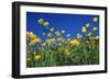 Bulbous Buttercup-null-Framed Photographic Print