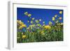 Bulbous Buttercup-null-Framed Photographic Print