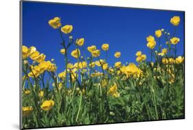 Bulbous Buttercup-null-Mounted Photographic Print