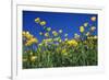 Bulbous Buttercup-null-Framed Photographic Print