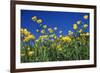 Bulbous Buttercup-null-Framed Photographic Print