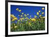 Bulbous Buttercup-null-Framed Photographic Print
