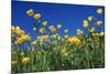 Bulbous Buttercup-null-Mounted Photographic Print