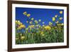 Bulbous Buttercup-null-Framed Photographic Print