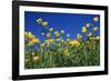 Bulbous Buttercup-null-Framed Photographic Print