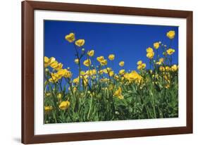 Bulbous Buttercup-null-Framed Photographic Print