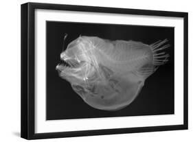Bulbous Deep Sea Angler-Sandra J. Raredon-Framed Art Print