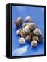 Bulbs-Eising Studio - Food Photo and Video-Framed Stretched Canvas