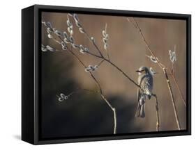 Bulbul and Pussy Willow-null-Framed Stretched Canvas