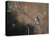 Bulbul and Pussy Willow-null-Stretched Canvas