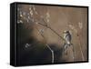 Bulbul and Pussy Willow-null-Framed Stretched Canvas