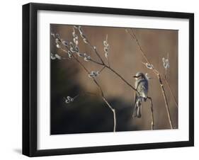 Bulbul and Pussy Willow-null-Framed Premium Photographic Print