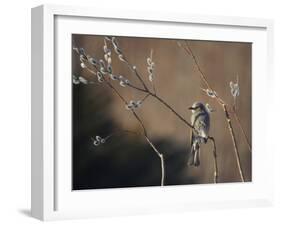 Bulbul and Pussy Willow-null-Framed Photographic Print