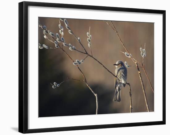 Bulbul and Pussy Willow-null-Framed Photographic Print