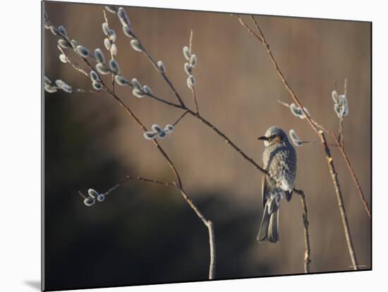 Bulbul and Pussy Willow-null-Mounted Photographic Print