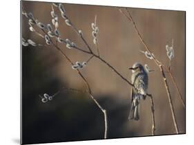 Bulbul and Pussy Willow-null-Mounted Photographic Print
