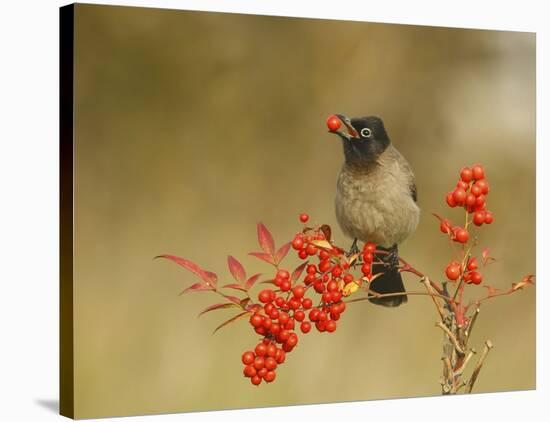 Bulbul With Nandina-Shlomo Waldmann-Stretched Canvas