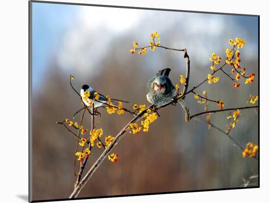 Bulbul-null-Mounted Photographic Print