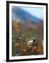 Bulbul-null-Framed Photographic Print