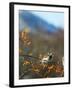 Bulbul-null-Framed Photographic Print