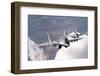 Bulgarian and Polish Air Force Mig-29S Planes Flying over Bulgaria-Stocktrek Images-Framed Photographic Print