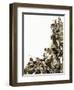 Bulgarian Rebels Massacred by the Turks-Kenneth John Petts-Framed Giclee Print