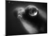 Bulging Eyes of Goldfish-Henry Horenstein-Mounted Photographic Print