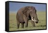 Bull African Elephant (Loxodonta Africana), Ngorongoro Crater, Tanzania, East Africa, Africa-James Hager-Framed Stretched Canvas