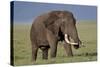 Bull African Elephant (Loxodonta Africana), Ngorongoro Crater, Tanzania, East Africa, Africa-James Hager-Stretched Canvas