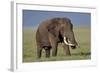 Bull African Elephant (Loxodonta Africana), Ngorongoro Crater, Tanzania, East Africa, Africa-James Hager-Framed Photographic Print