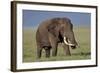 Bull African Elephant (Loxodonta Africana), Ngorongoro Crater, Tanzania, East Africa, Africa-James Hager-Framed Photographic Print