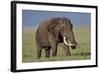 Bull African Elephant (Loxodonta Africana), Ngorongoro Crater, Tanzania, East Africa, Africa-James Hager-Framed Photographic Print