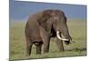 Bull African Elephant (Loxodonta Africana), Ngorongoro Crater, Tanzania, East Africa, Africa-James Hager-Mounted Photographic Print