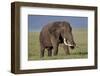 Bull African Elephant (Loxodonta Africana), Ngorongoro Crater, Tanzania, East Africa, Africa-James Hager-Framed Photographic Print