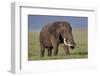 Bull African Elephant (Loxodonta Africana), Ngorongoro Crater, Tanzania, East Africa, Africa-James Hager-Framed Photographic Print